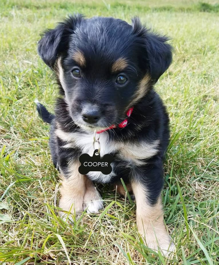 Cooper, an English Shepherd and Pomeranian mix tested with EmbarkVet.com