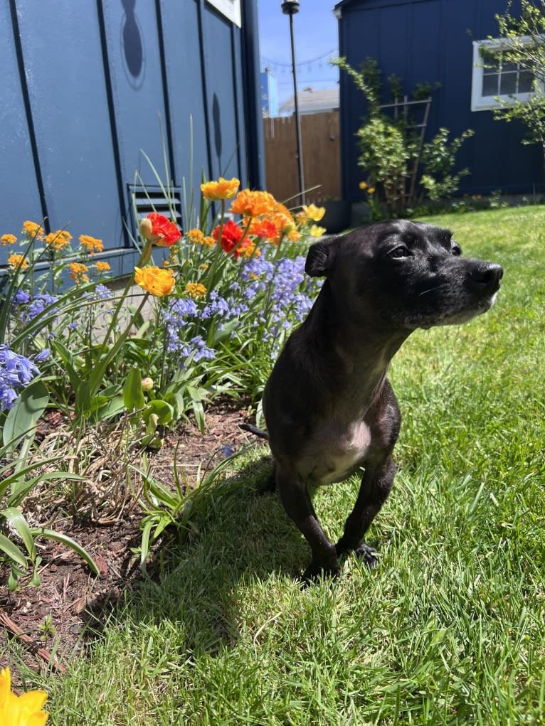 Fay, a Rat Terrier and Chihuahua mix tested with EmbarkVet.com