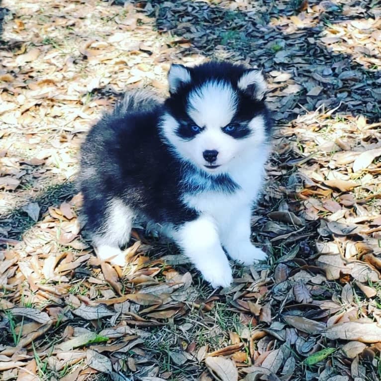 Kyan, a Pomsky tested with EmbarkVet.com