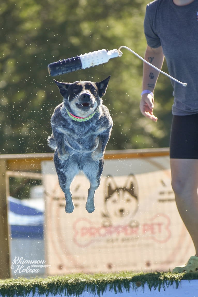 Millie AKA The Masked Millie, an Australian Cattle Dog tested with EmbarkVet.com