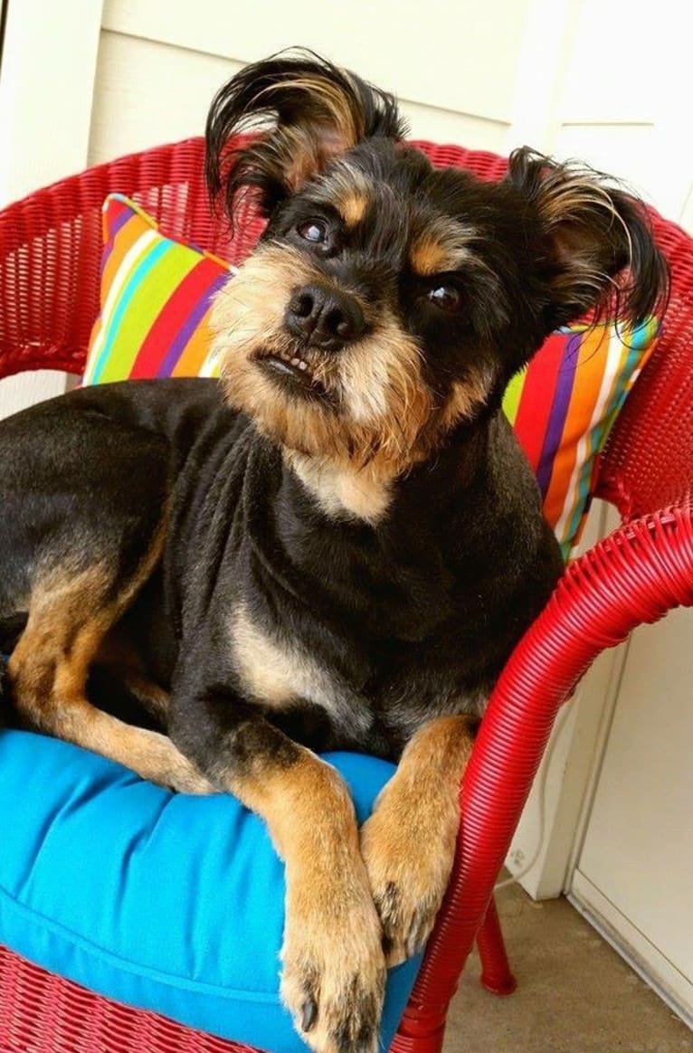 Teddy, a Brussels Griffon and Australian Cattle Dog mix tested with EmbarkVet.com