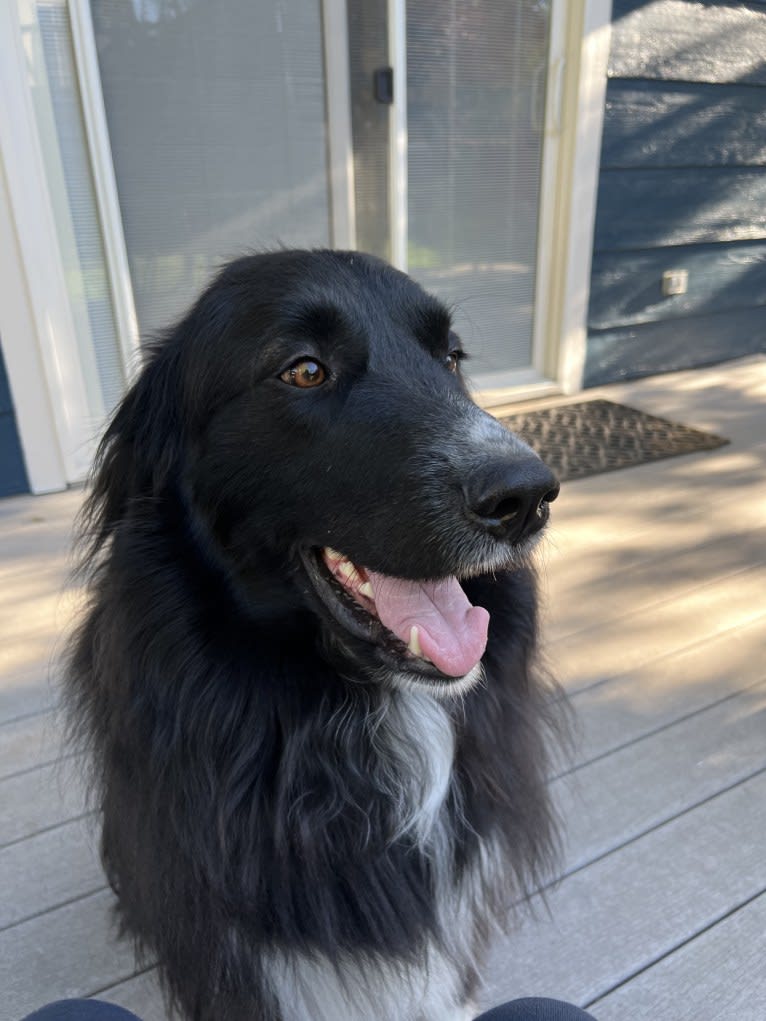 Simon, a Great Pyrenees and Labrador Retriever mix tested with EmbarkVet.com