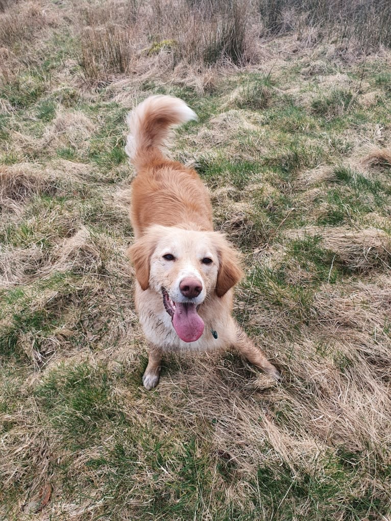 Olive, an Eastern European Village Dog tested with EmbarkVet.com