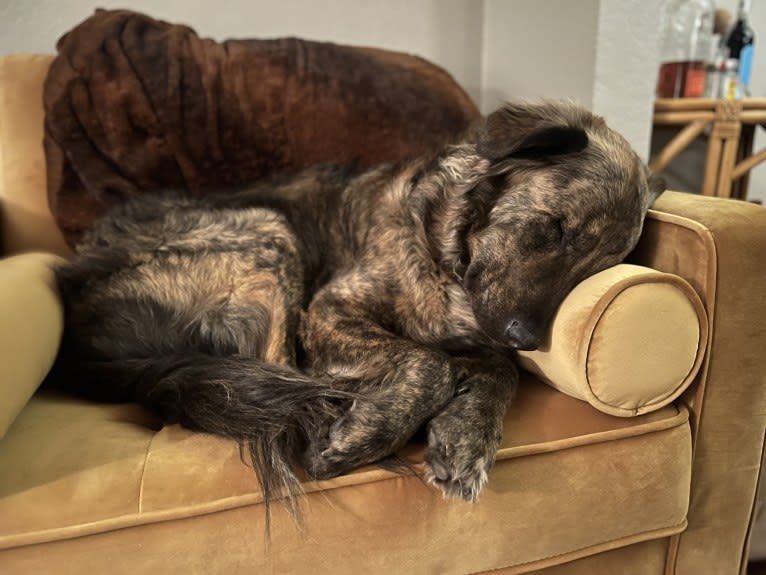 Theo, an Australian Cattle Dog and American Pit Bull Terrier mix tested with EmbarkVet.com