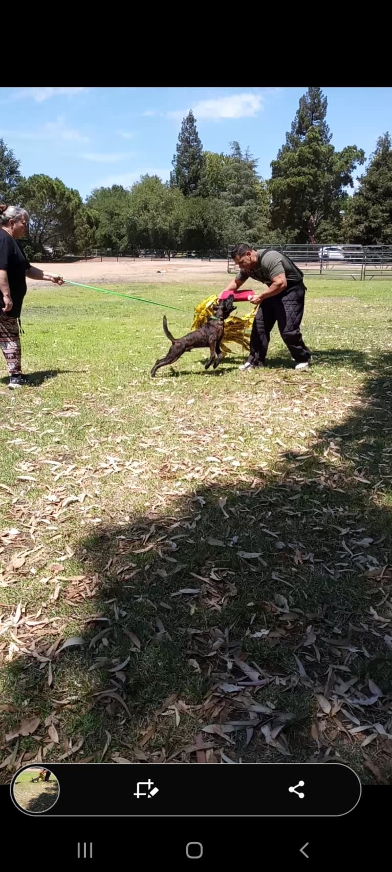 Static, a Dutch Shepherd tested with EmbarkVet.com