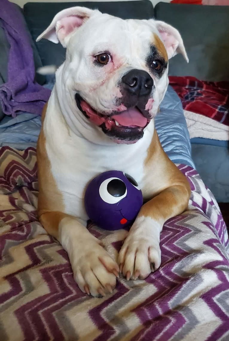 Piper, an American Bulldog tested with EmbarkVet.com