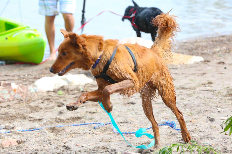 Lennon, a Doberman Pinscher and Golden Retriever mix tested with EmbarkVet.com