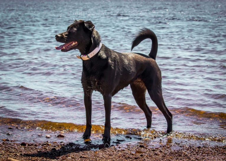 Cinder, a Newfoundland and Labrador Retriever mix tested with EmbarkVet.com