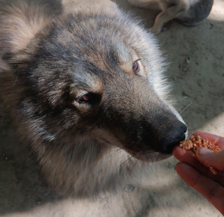 Wolf, a Siberian Husky tested with EmbarkVet.com