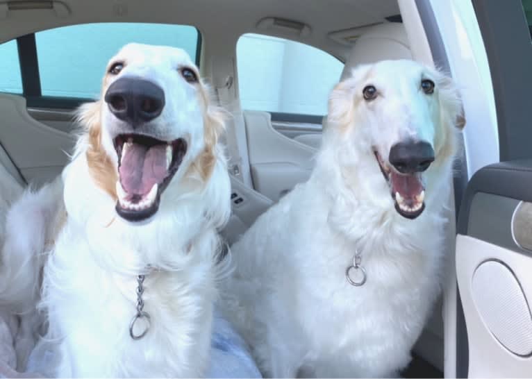 Gorbachev, a Borzoi tested with EmbarkVet.com