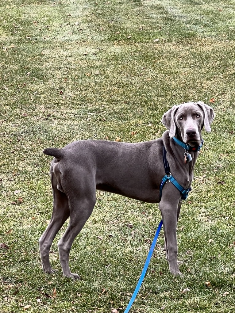 Apollo, a Weimaraner tested with EmbarkVet.com