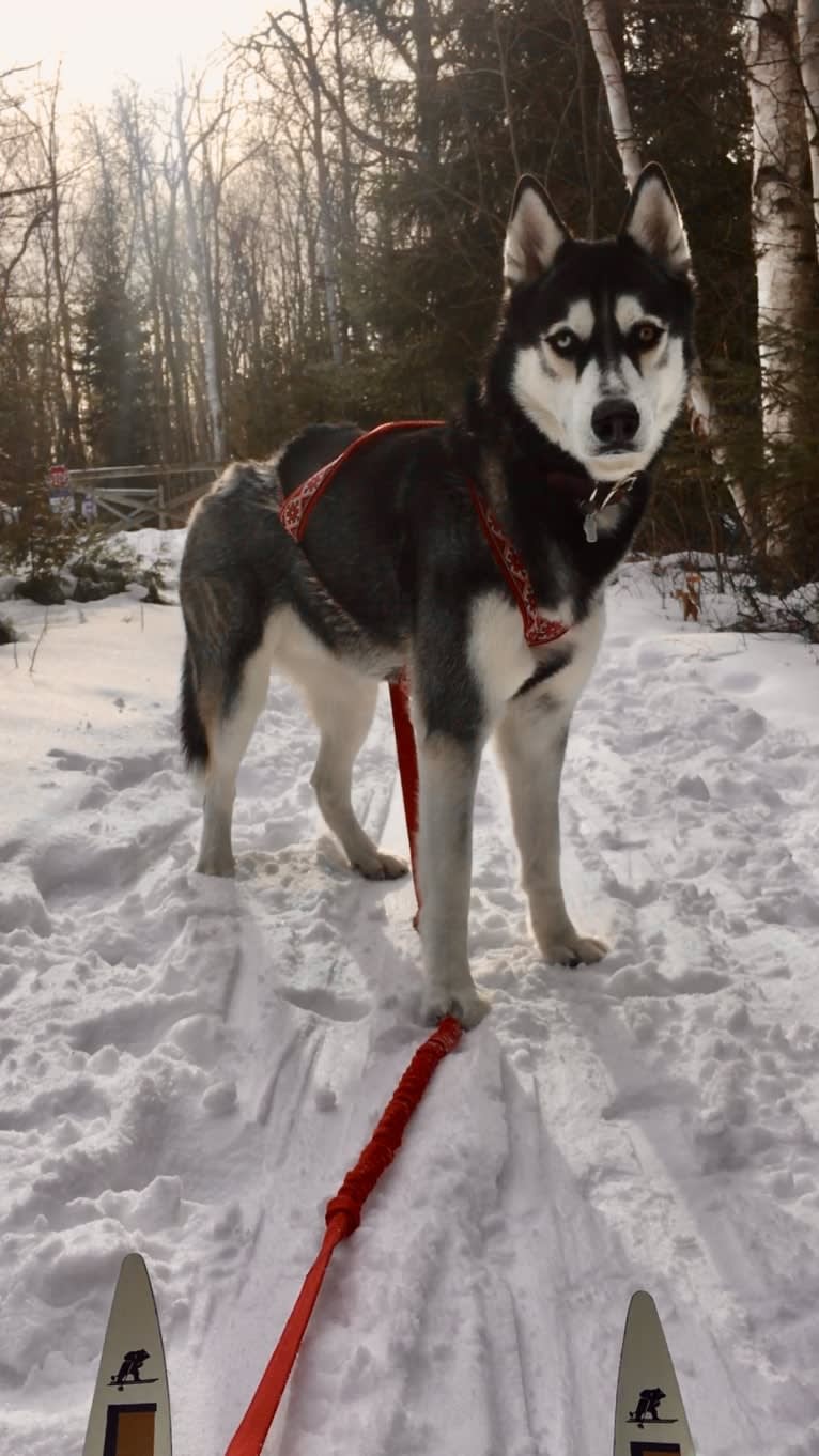 Marko, a Siberian Husky tested with EmbarkVet.com