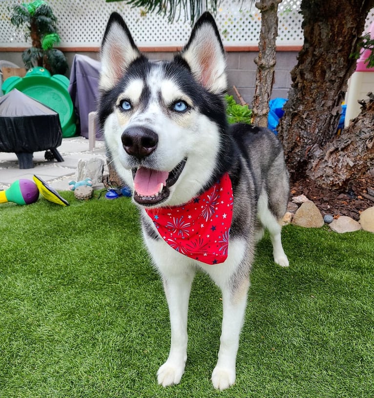 Teyla, a Siberian Husky tested with EmbarkVet.com