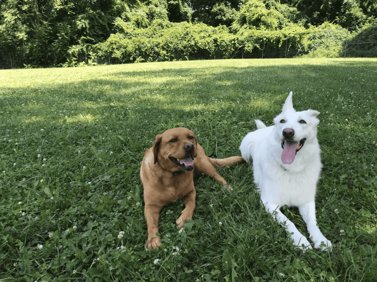 Lawine, a German Shepherd Dog tested with EmbarkVet.com