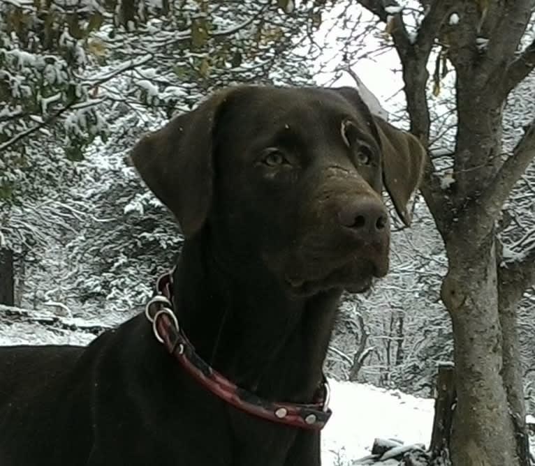 Jimmy, a Labrador Retriever and Collie mix tested with EmbarkVet.com