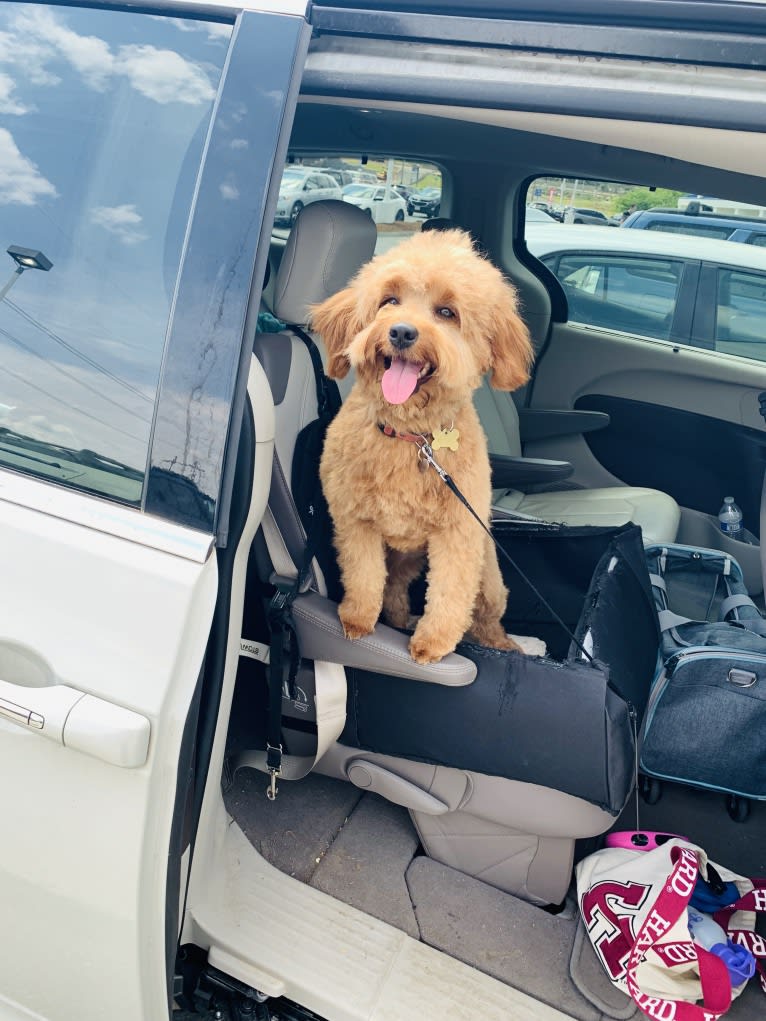 Cocoa, a Labradoodle tested with EmbarkVet.com