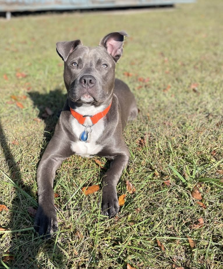 Oliver, an American Pit Bull Terrier tested with EmbarkVet.com