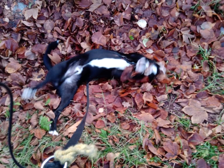 Whisky, an Australian Shepherd and Dalmatian mix tested with EmbarkVet.com