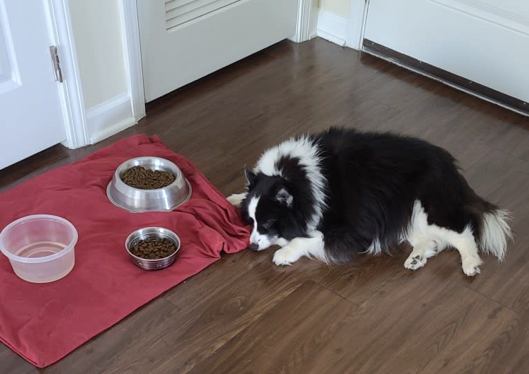 Rocko, an American Eskimo Dog and Shetland Sheepdog mix tested with EmbarkVet.com