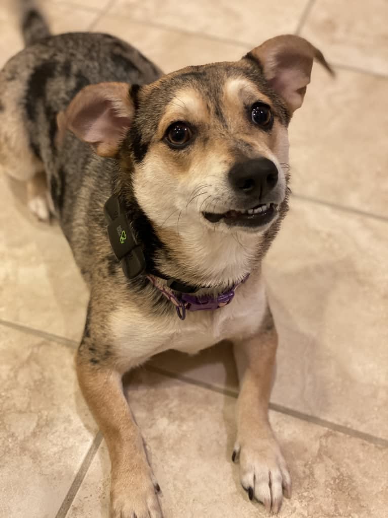 Kira, a Russell-type Terrier and German Shepherd Dog mix tested with EmbarkVet.com