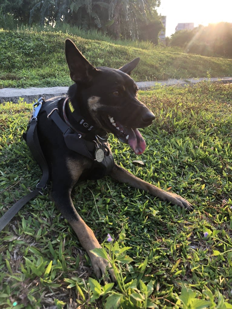 Ruby Forest, a Southeast Asian Village Dog tested with EmbarkVet.com