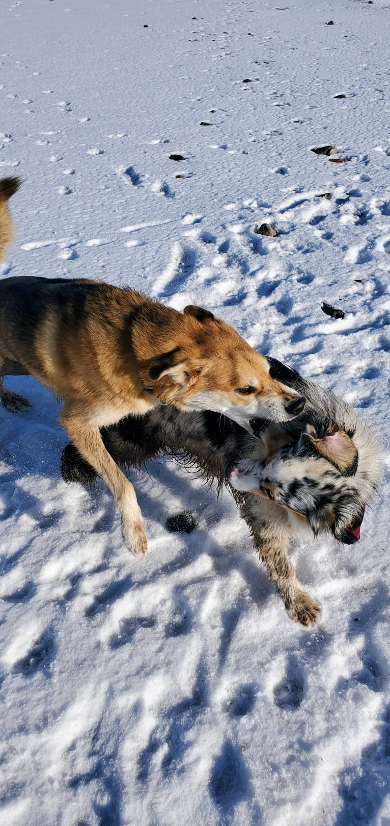 Spiro, a German Shepherd Dog and Alaskan Malamute mix tested with EmbarkVet.com