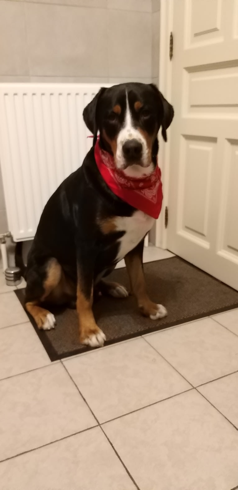 Ramses, a Greater Swiss Mountain Dog tested with EmbarkVet.com