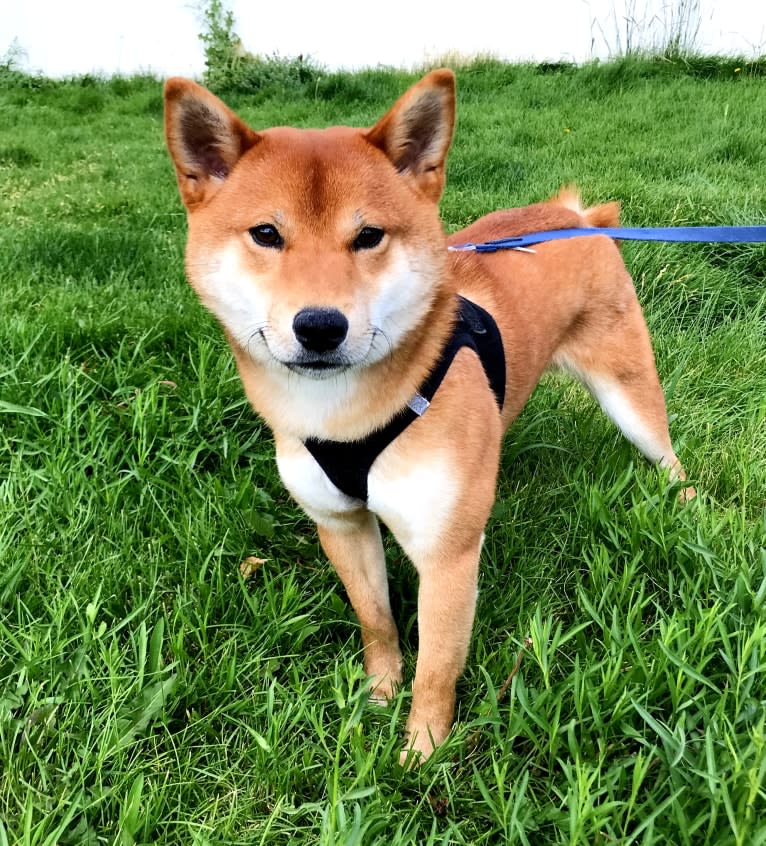 Fox, a Shiba Inu tested with EmbarkVet.com