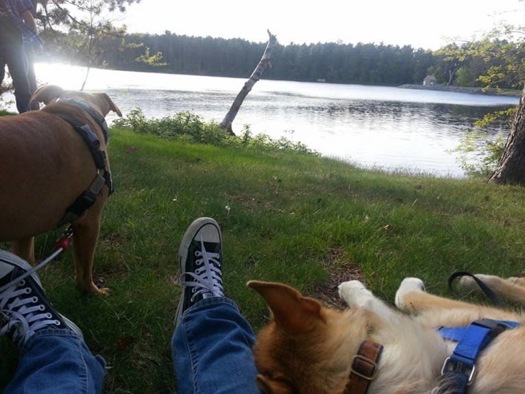 Duvel, a Gerberian Shepsky (18.8% unresolved) tested with EmbarkVet.com