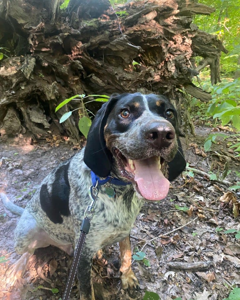 Leroy, a Bluetick Coonhound tested with EmbarkVet.com