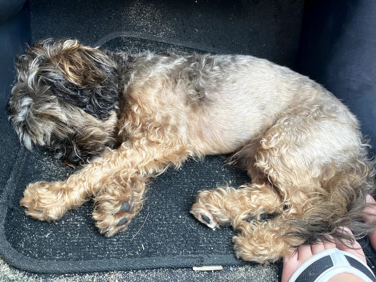 Dakota, a Shihpoo tested with EmbarkVet.com