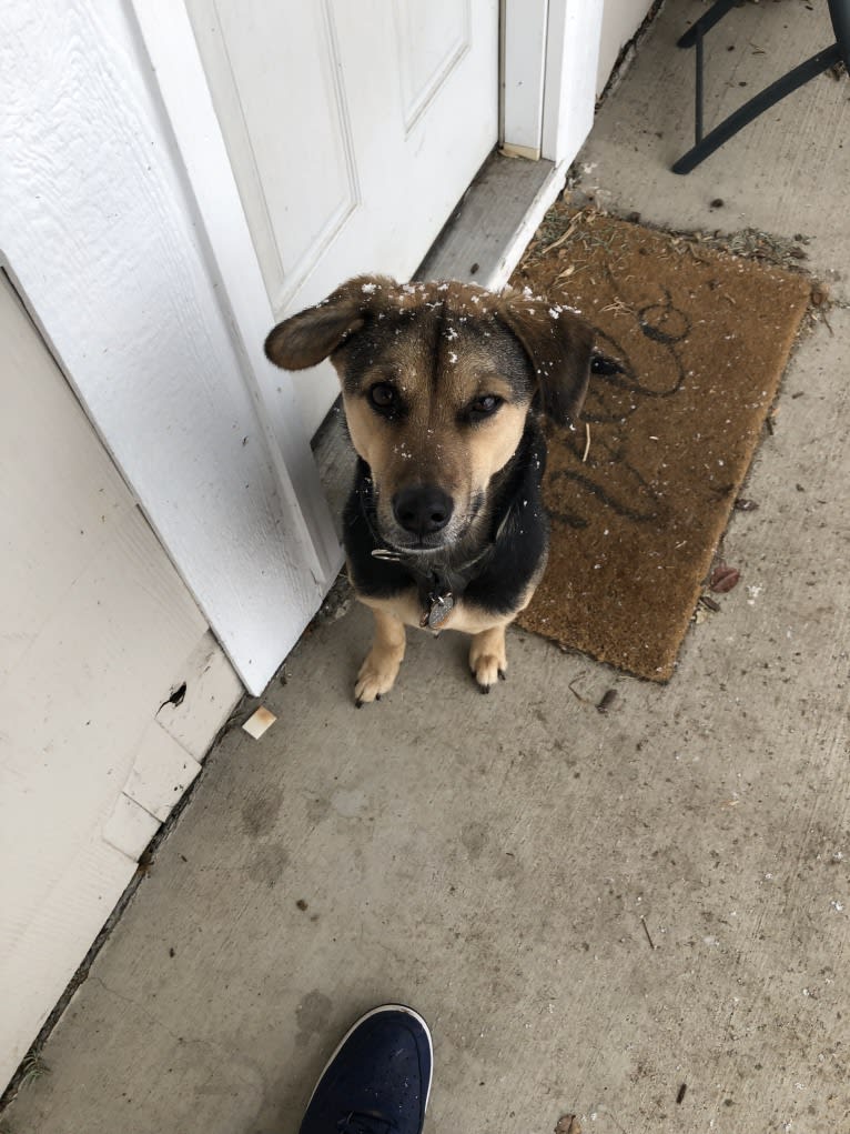 Waldo, a Southeast Asian Village Dog tested with EmbarkVet.com