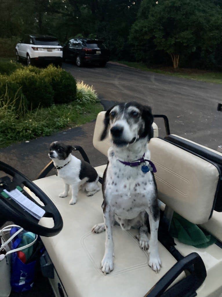 Jasper, a Mountain Cur tested with EmbarkVet.com
