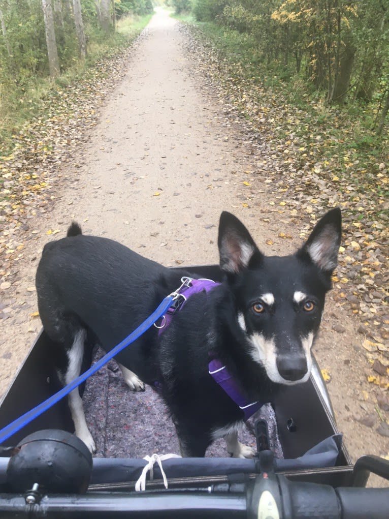 Bombao, an Eastern European Village Dog tested with EmbarkVet.com