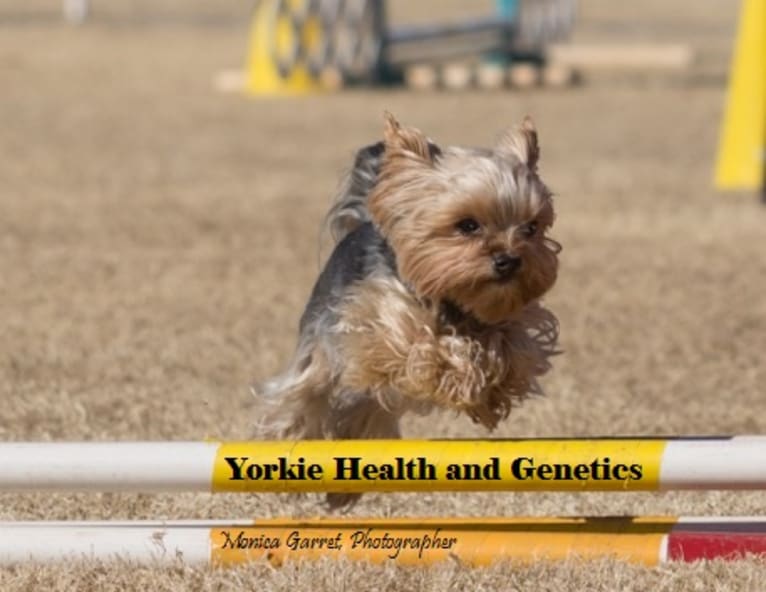 Bea, a Yorkshire Terrier tested with EmbarkVet.com