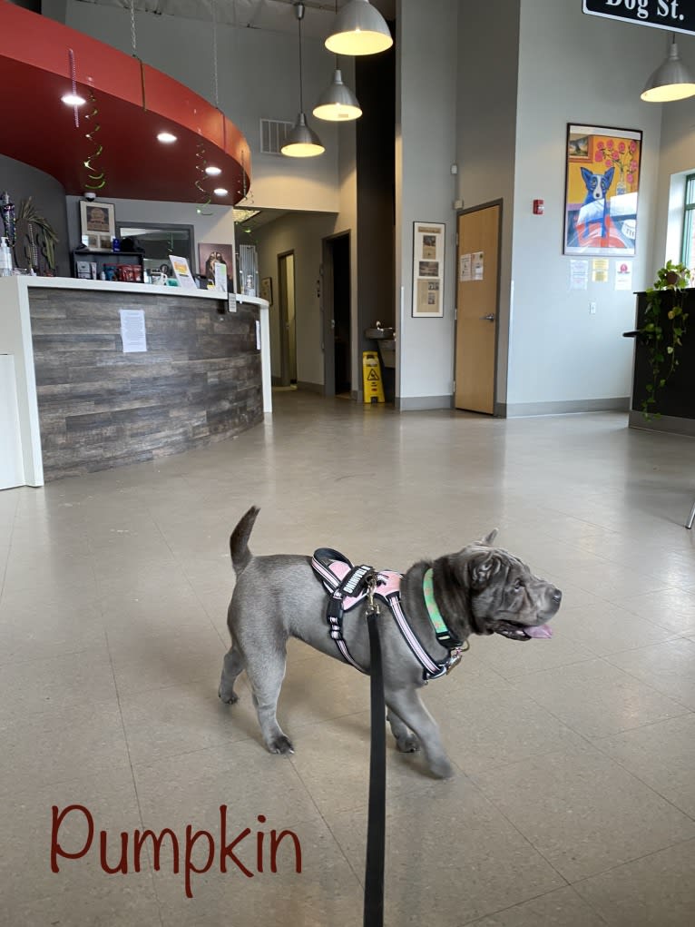 Pumpkin, a Chinese Shar-Pei tested with EmbarkVet.com