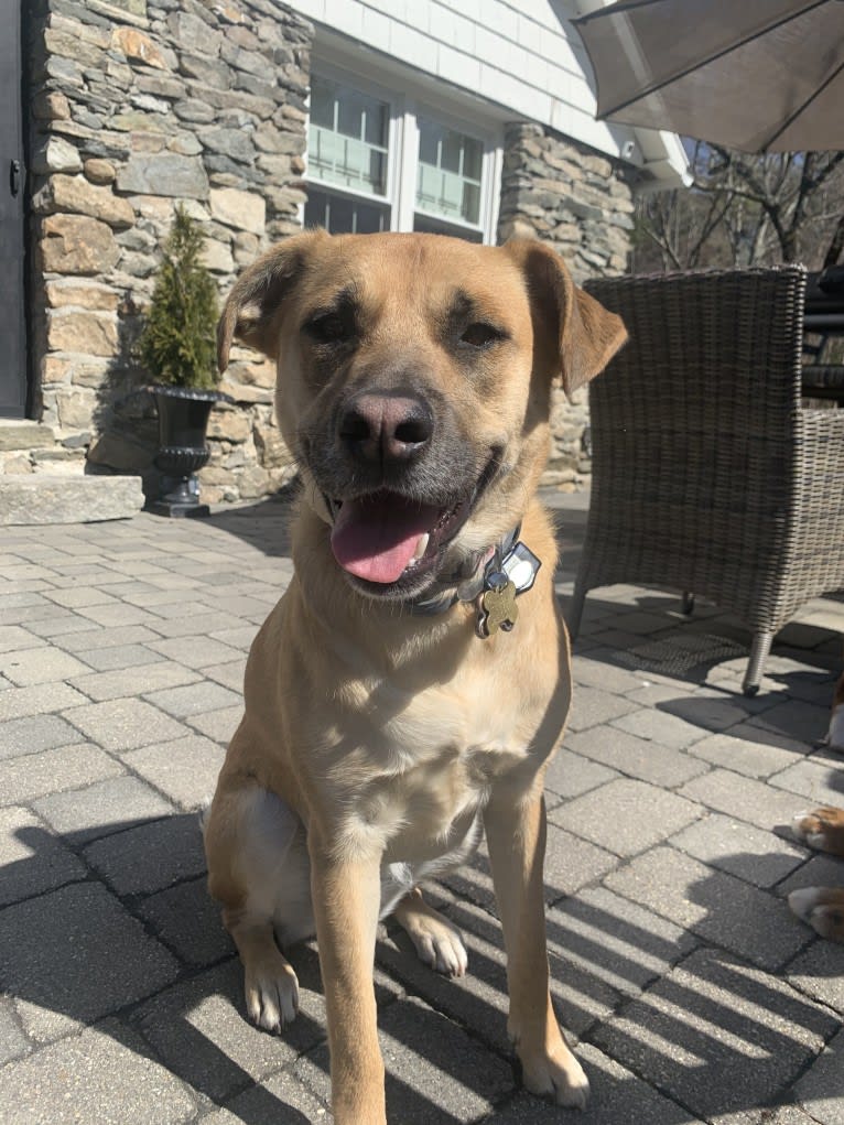 Nikki, a German Shepherd Dog and Chow Chow mix tested with EmbarkVet.com