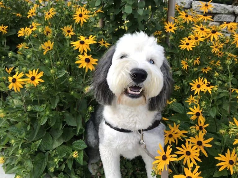 Winston, an Old English Sheepdog tested with EmbarkVet.com