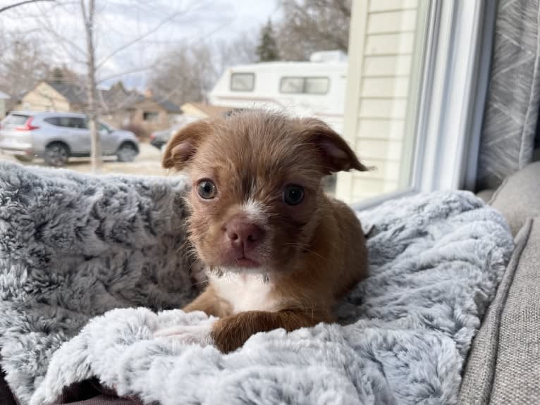 Penny, a Boston Terrier and Pekingese mix tested with EmbarkVet.com