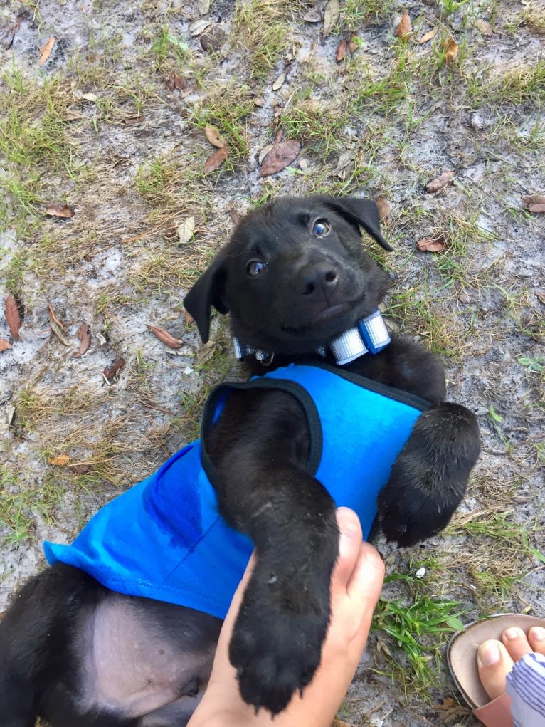 Reggie, a German Shepherd Dog and Chinese Shar-Pei mix tested with EmbarkVet.com