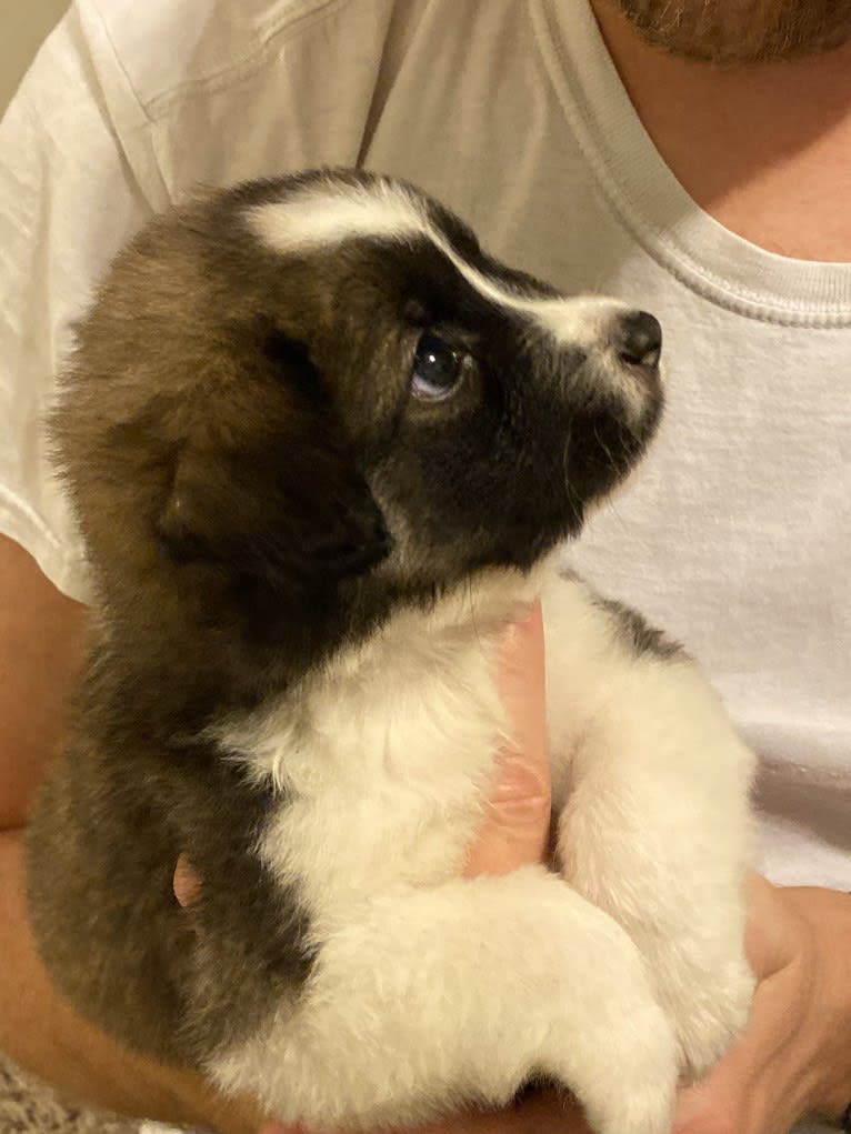 Evie, an American Pit Bull Terrier and Australian Shepherd mix tested with EmbarkVet.com