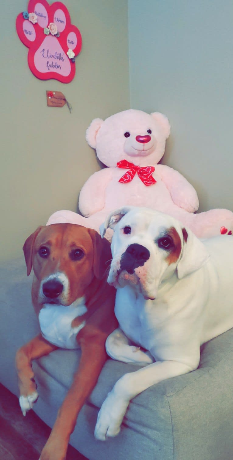 Thorsen, a Boxer and Saint Bernard mix tested with EmbarkVet.com