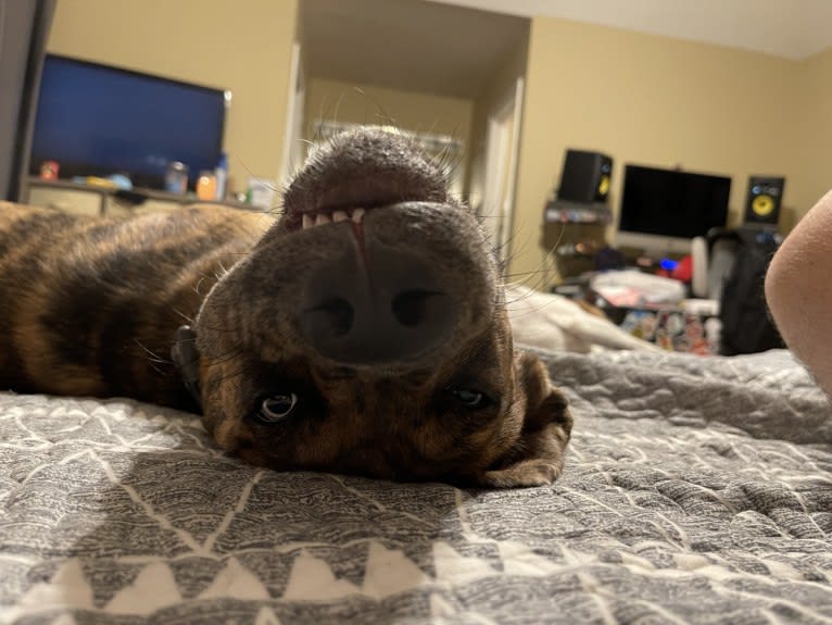 Dante, a Cane Corso and Australian Shepherd mix tested with EmbarkVet.com