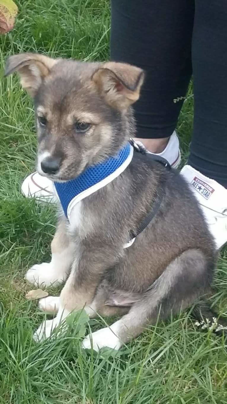 Koda, a German Shepherd Dog and Siberian Husky mix tested with EmbarkVet.com