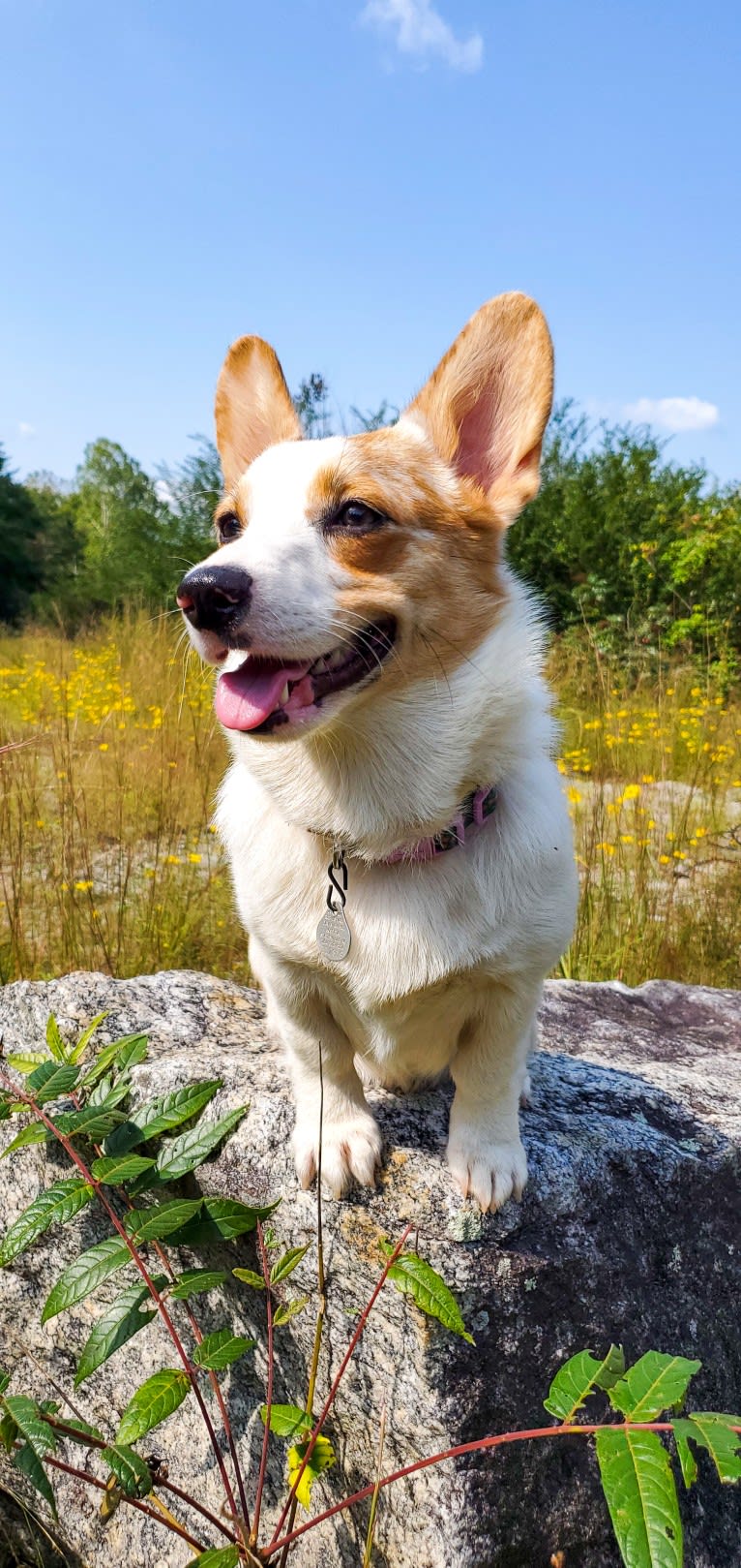 Bonnie, a Pembroke Welsh Corgi tested with EmbarkVet.com