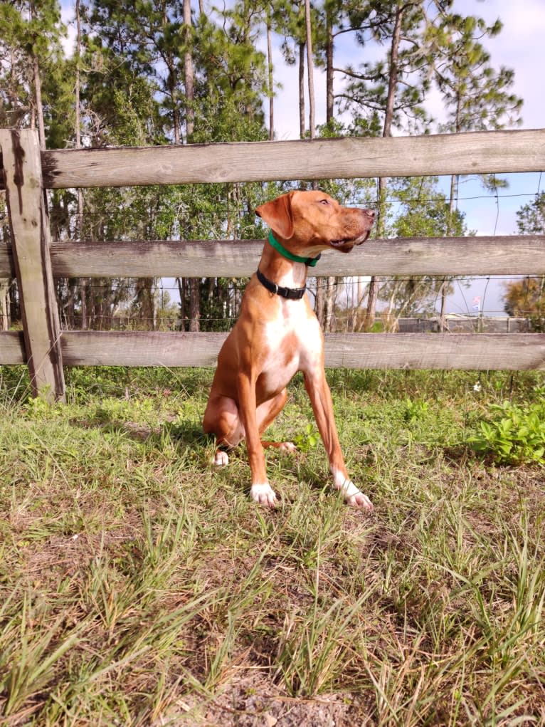 Tula, a Pointer and Llewellin Setter mix tested with EmbarkVet.com