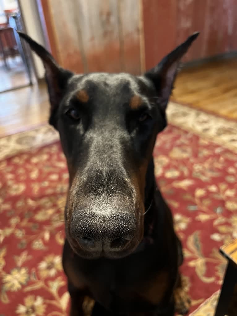 Quinn, a Doberman Pinscher tested with EmbarkVet.com
