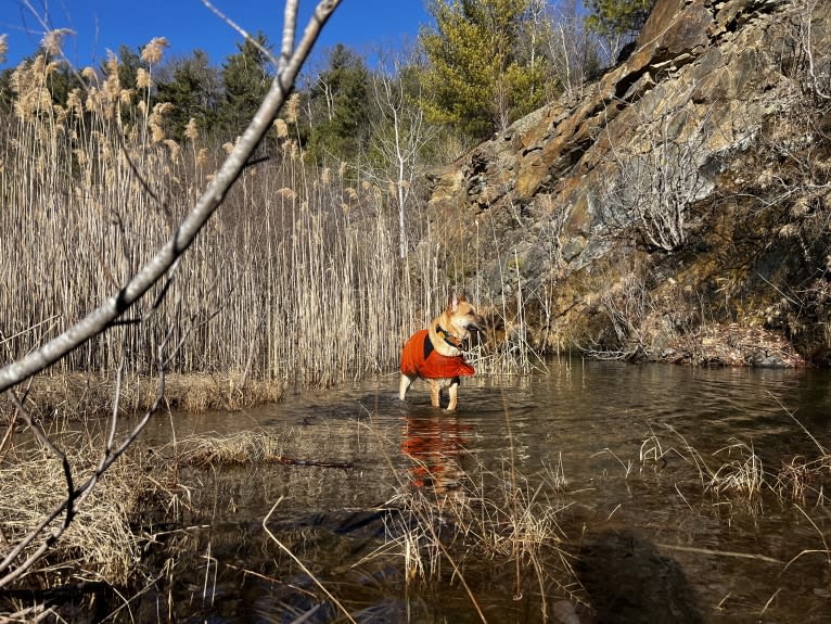 Everhett, a German Shepherd Dog and Australian Cattle Dog mix tested with EmbarkVet.com