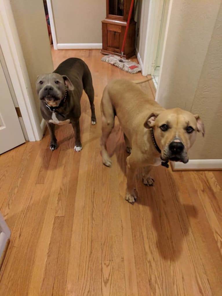 Creedence, an American Pit Bull Terrier and American Staffordshire Terrier mix tested with EmbarkVet.com