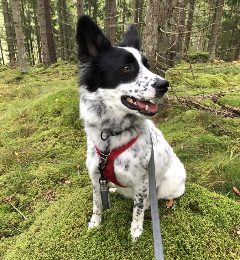 Teela, a Central Asian Village Dog tested with EmbarkVet.com